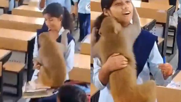 लड़की को गले लगाकर शरारत करने लगा बंदर, फिर चूम लिया माथा; क्लास में मची खलबली का वीडियो वायरल