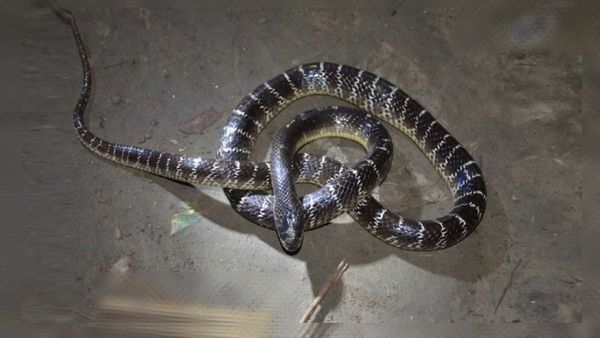 ग्रामीणों ने सांप से लिया मौत का बदला, घसीटते हुए ले गये शमशान, चिता में जलाया