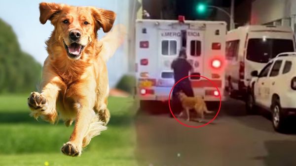 Dog Chases Ambulance: रील नहीं ये है रियल का 'मोती'! मालिक के लिए दांव पर लगाई जान, दिल छू लेगा ये VIDEO