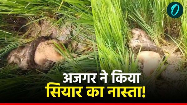 MP News: विशालकाय अजगर ने जिंदा सियार को निगल लिया, फिर जो हुआ... वीडियो देख रोंगटे खड़े हो जाएंगे