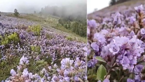 12 सालों में पहली बार नीलगिरी की पहाड़ियों पर हुआ 'जादू', वायरल हो रहा ये खूबसूरत नजारा