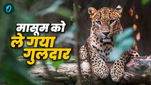 न​निहाल में खेल रहे तीन साल के मासूम को उठा ले गया गुलदार, घर के इकलौते बच्चे की मौत से मचा कोहराम