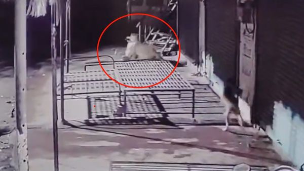 पुणे में फिर तेंदुए का खौफ, दबे पांव आकर पालतू कुत्ते को मुंह में दबाकर भागा, Video