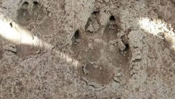 UP: बहराइच के बाद बदायूं में दहशत! तेंदुए और भेड़िये के पैरों के निशान, घरों में कैद ग्रामीण