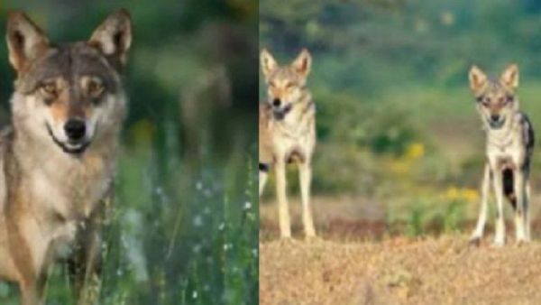 Wolf News Bahraich: आदमखोर भेड़िये का खौफ बरकरार, बुजुर्ग और बच्चे पर किया हमला