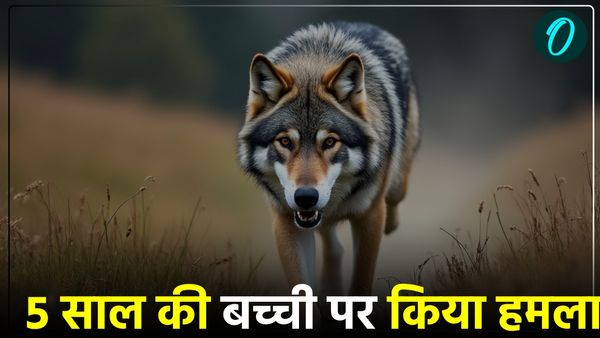 Bahraich Wolf Attack: भेड़िये ने 5 साल की बच्ची पर किया हमला, ऐसे बची जान, रात को सो नहीं पा रहे ग्रामीण