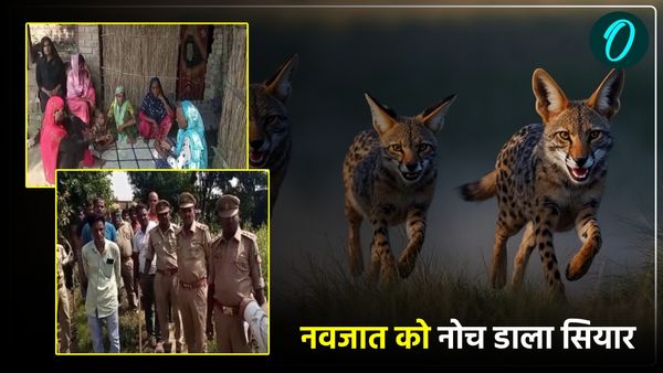 Jackal attack in Sultanpur: मां की गोद में सो रही बच्ची को उठा ले गया सियार, पलभर में कर दिया टुकड़े, मौत