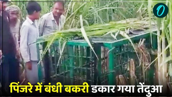 Lakhimpur Kheri News: पिंजरे में बंधी बकरी डकार गया तेंदुआ, तरकीब नहीं आई काम, अब भी पकड़ से बाहर