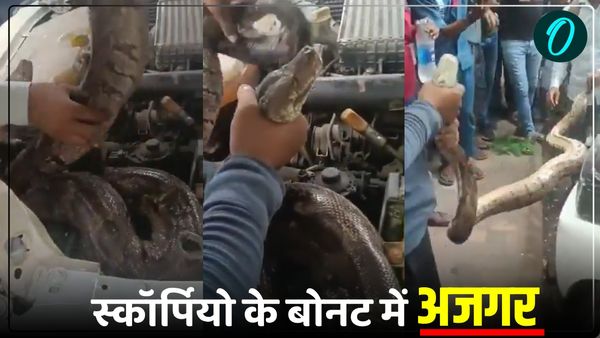 'स्कॉर्पियो के बोनट में अजगर', रिपेयर कराने आया मालिक, मैकेनिक ने देखा तो चीखते हुए भागा, देखें Video