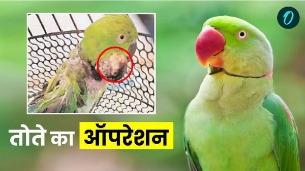 अनोखा मामला! 98 ग्राम के तोते को था 20 ग्राम का ट्यूमर, 2 घंटे की सर्जरी के बाद बचाई बेटू की जान
