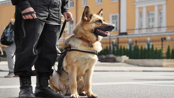 पोलैंड ने सैन्य कुत्तों को उनकी सेवा के सम्मान में सेना रैंक प्रदान की