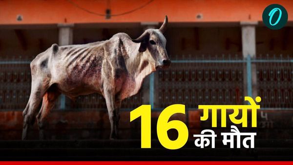 Satna News: जहरीला चारा खाने के बाद खेत में तड़पते रहे जानवर, 16 गायों की मौत का जिम्मेदार कौन?