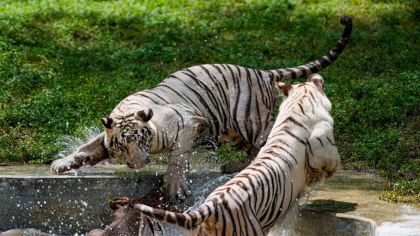 दिल्ली चिड़ियाघर का बढ़ा परिवार, असम से लाए गए गैंडे, बाघ और हॉर्नबिल