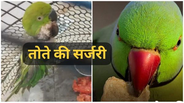 Satna News: सतना में पहली बार तोते की सर्जरी: बेटू के गले से 20 ग्राम का ट्यूमर निकाला, 2 घंटे चला ऑपरेशन