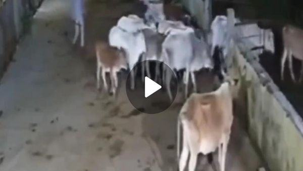 Bhopal News: भोपाल की श्रीकृष्ण गौशाला से 47 गौवंश चोरी: तालाब किनारे मिले 15 मवेशी, CCTV में कैद चोर