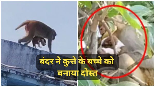 शिवपुरी में बंदर ने कुत्ते के बच्चे को बनाया दोस्त, VIDEO: गोद लिए घूम रहा, छोड़ने को तैयार नहीं