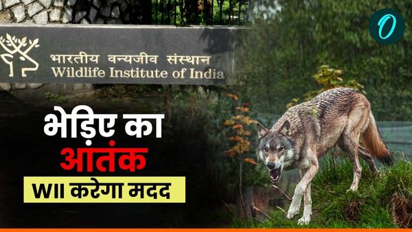 Wildlife Institute of India यूपी के बहराइच में भेड़ियों के आतंक से निजात दिलाने में जानिए कैसे निभाएगी भूमिका