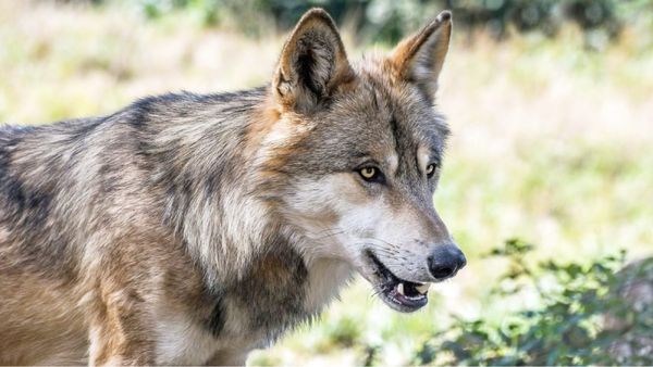Wolf Attack MP: खंडवा में भेड़िये का ऐसा खौफ, ग्रामीणों ने पीट-पीटकर मार डाला, एक मासूम समेत पांच लोग घायल