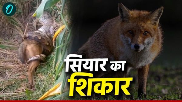MP News: कुछ मिनटों में जिंदा सियार को निगल गया अजगर, उड़े लोगों के होश! वीडियो वायरल