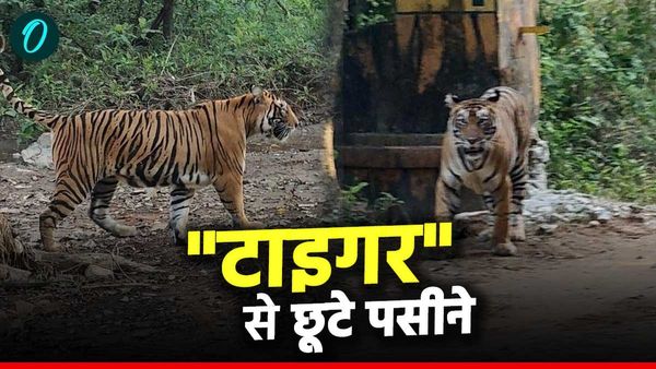 Rajasthan: सवाईमाधोपुर के रणथंभौर नेशनल पार्क में बाघिन सुल्ताना के दीदार, पर्यटकों के छुटे पसीने ?