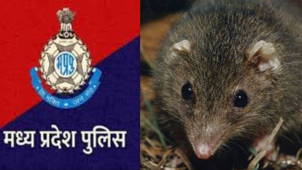 अरे! थाने में चूहों ने ये कौनसा कांड कर दिया... DGP तक को हाई कोर्ट से पड़ी फटकार, जानें पूरा मामला