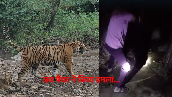 Rajasthan: उदयपुर में पैंथर ने किया हमला,लेकिन कुल्हाड़ी के साथ था किसान तो हुआ यह अंजाम