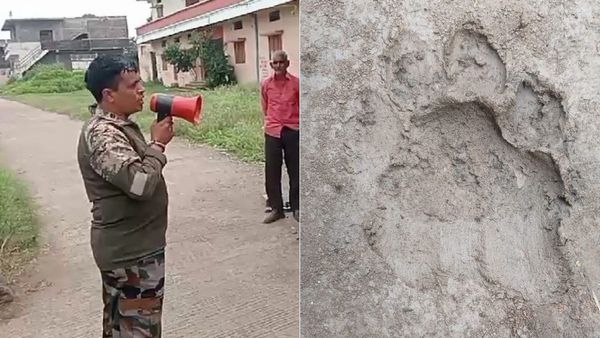 Indore News: तेंदुए और टाइगर की दहाड़ सुन ग्रामीण घबराए, लगातार मूवमेंट से दहशत