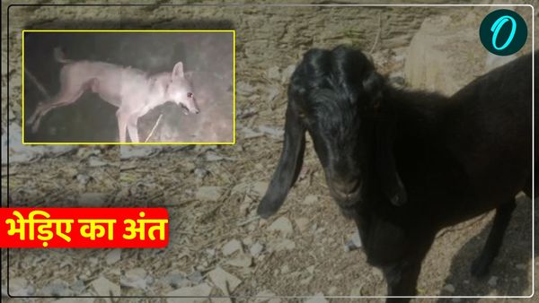 UP News: बहराइच में भेड़िये ने मासूम बच्चे पर किया हमला, फिर ग्रामीणों ने घेरकर पीट-पीटकर मार डाला