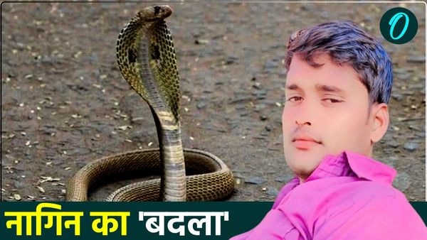 नागिन ने एक घंटे में लिया बदला, युवक को उसी स्थान पर डसा जहां उसने नाग को मारा था
