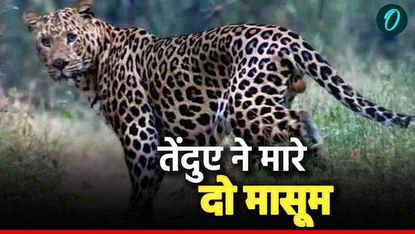 उत्तराखंड में एक ही दिन में तेंदुओं के हमलों में दो मासूमों की मौत, आंगन से उठाया और मार डाला