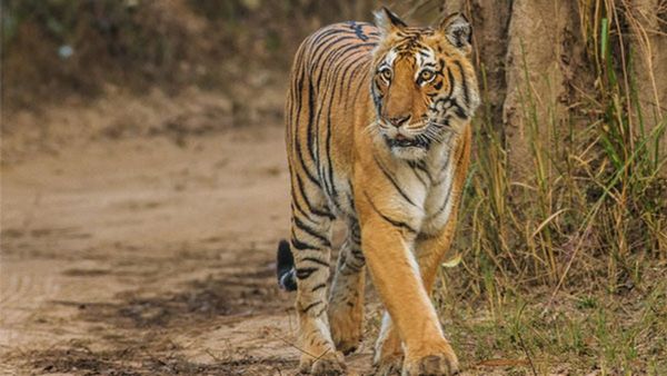 25 अक्टूबर से शुरू होगी पीलीभीत में टाइगर्स की गणना