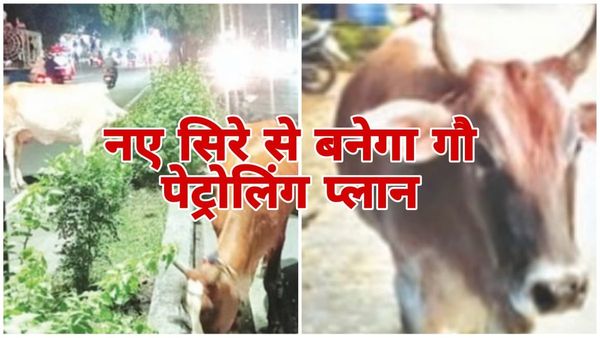 Bhopal News: सड़कों पर गोवंश से बढ़ रही दुर्घटनाएं, हटाने के लिए नए सिरे से बनेगा को पेट्रोलिंग प्लान
