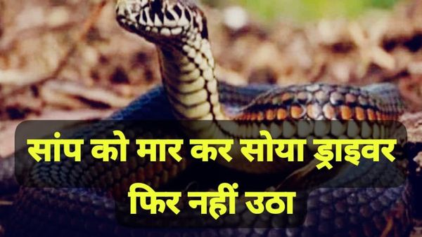 Bhopal: सांप के काटने का अजीबोगरीब मामला, बस ड्राइवर ने सर्प को मरोड़कर मार डाला, फिर दोबारा सो गया