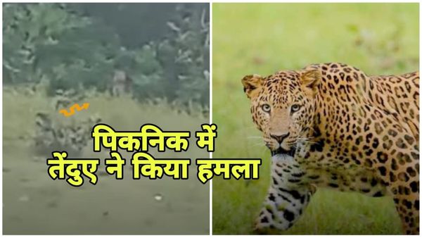 MP News: शहडोल में पिकनिक मनाने गए लोगों पर तेंदुए ने अचानक किया हमला, ASI और युवती समेत तीन लोग घायल