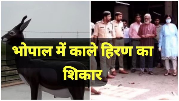 Bhopal news: भोपाल में काले हिरण का शिकार: खेत में मिला 15 से 20 घंटे पुराना शव, पोस्टमार्टम से खुलासा