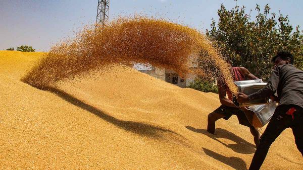 किसानों को केंद्र सरकार ने दिया तोहफा, गेहूं की MSP में 150 रुपए की बढ़ोतरी, सरसों-चने के दामों में इजाफा