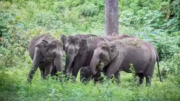 MP News: बांधवगढ़ टाइगर रिजर्व में इस वजह से हुई 10 हाथियों की मौत, डॉक्टरों ने इस फसल पर जताया शक