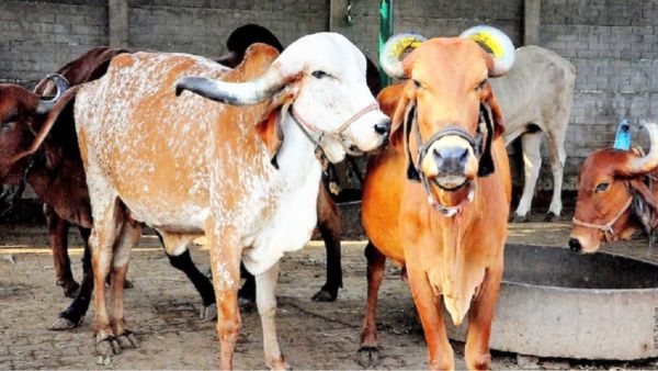 MP News: बुरहानपुर में 4 क्विंटल गोमांस बरामद, फरार आरोपियों के ठिकानों से आपत्तिजनक सामान भी जब्त