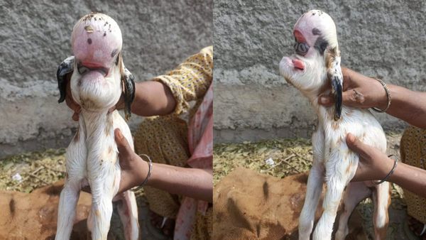 MP News: बकरी ने दिया अनोखे बच्चे को जन्म, डॉक्टर ने बताया क्या है अजीब चेहरे वाले बच्चे के पीछे की सच्चाई