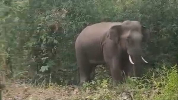 MP News: दो मौतों का जिम्मेदार बना हाथी पकड़ा गया, बांधवगढ़ में मरने वाले 10 हाथियों के झुंड का नहीं