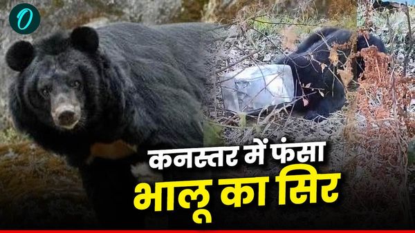 भोजन की तलाश में भालू ने कनस्तर में डाला सिर,फंसा सिर तो परेशान होकर इधर उधर भटका और फिर... Viral video