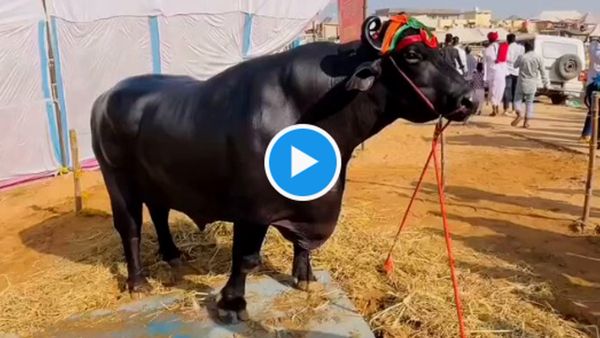 पुष्‍कर मेला 2024: बिकने आया 23 करोड़ का भैंसा अनमोल, डाइट प्‍लान जानकर रह जाओंगे दंग, दिन में 2 मसाज भी