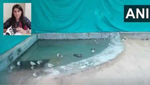 Sambhar Lake Rajasthan: राजस्थान की सांभर झील में 520 प्रवासी पक्षियों की मौत, 235 बीमार