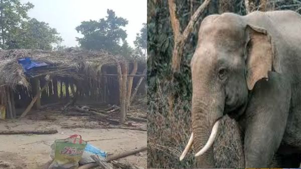 छत्तीसगढ़: सूरजपुर में हाथियों ने 2 बच्चों को कुचलकर मारा, वन विभाग ने शुरू की जांच