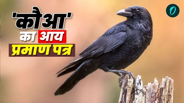 Bihar News: आय प्रमाण पत्र के लिए कौआ ने किया आवेदन, माता-पिता का नाम देख RTPS कर्मचारी भी हैरान