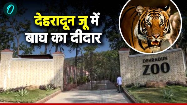 देहरादून जू में होगा बाघ का दीदार, बेडे में रखे गए हैं दो बाघ, पर्यटकों के लिए टाइगर बाढ़े का शुभारंभ