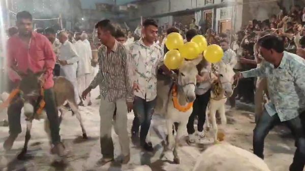 राजस्थान के इस शहर में भाई दूज के दिन क्यों पूजे जाते हैं गधे?, जानिए कैसे कायम हुई यह अनूठी परंपरा