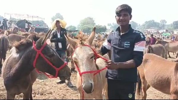 चित्रकूट में दिवाली के साथ गधा मेला की हुई शुरुआत, सलमान, शाहरुख, आमिर और कैटरीना की लगती है बोली
