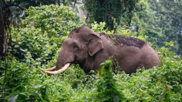 Maihar News: झुंड से भटके हाथी की मौत, गजराज को लगा 11000 वोल्ट का झटका