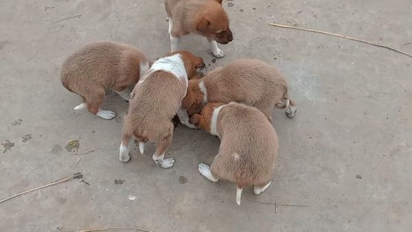 Gwalior News: फीमेल डॉग ने दिया 6 पिल्लों को जन्म तो गरमाई सियासत, नेता प्रतिपक्ष ने लगाए भ्रष्टाचार के आरोप